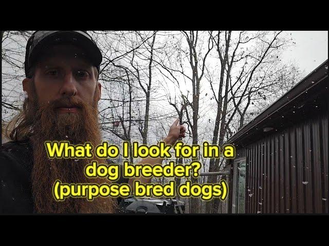 What I look for in a dog breeder, comment response