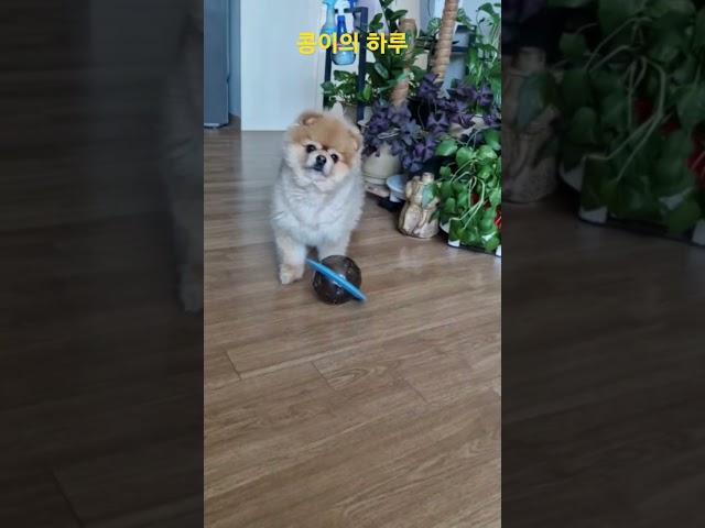 콩이의 하루
