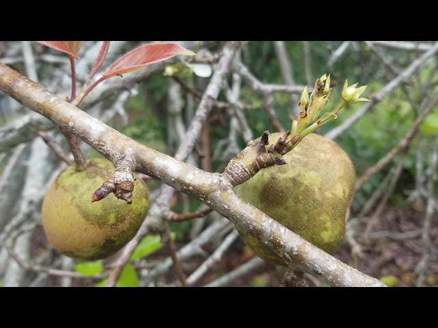 Should a Pear Tree Be Blooming in the FALL?? How is THIS Possible?