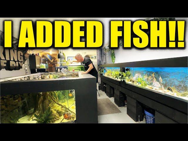 I added fish to my 2,000G aquarium! The king of DIY adds oscar cichlids