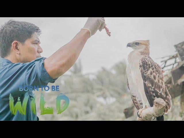 Why does this North Philippine Hawk Eagle keep coming back to a local resident? | Born to be Wild