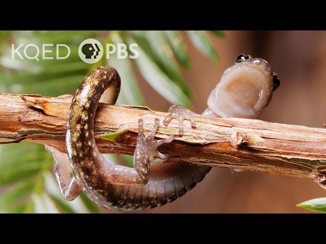 Watch Salamanders Skydive! | Deep Look