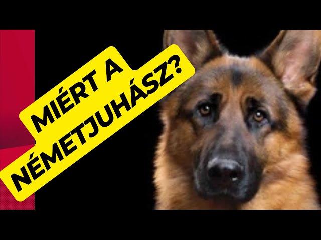 Miért éppen a németjuhász?