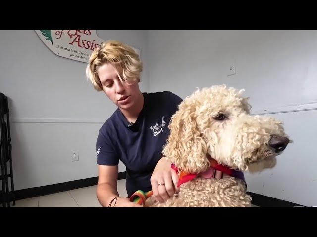 Tips to keep your pets safe from ticks