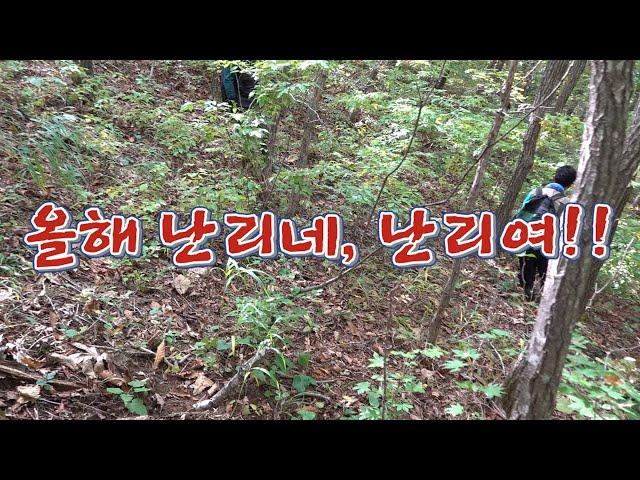 온산이 들썩들썩! 이 귀한 녀석 땜에 온산이 들썩인다/It's the best mushroom in Korea!!