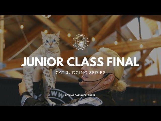 Cat judging: Junior Class Final from Seattle Cat Extravaganza 2023