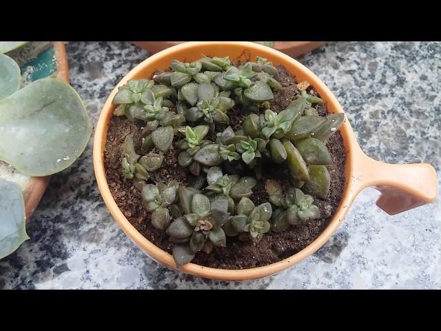Berçário de plantas suculentas | Juracy Ribeiro