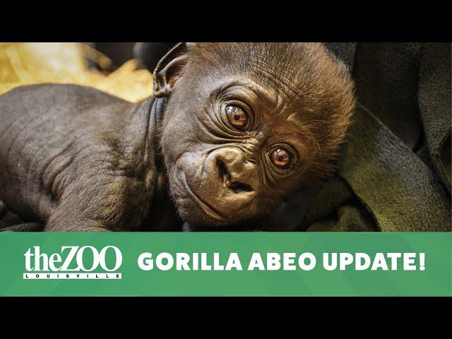 Bonding with Abeo - Abeo the Gorilla Update!