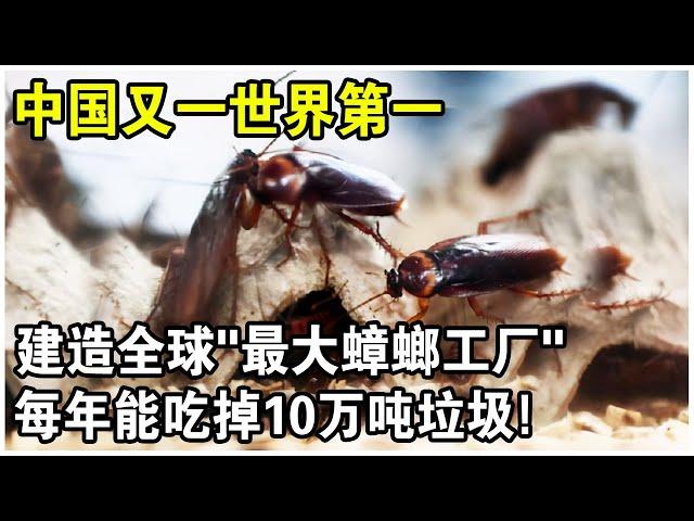 中國建造世界最大“蟑螂工場”！飼養60億只蟑螂，每年吃掉10萬噸垃圾！美國：不怕它們跑嗎？