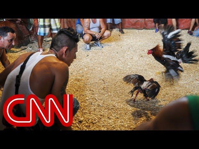 Cockfighting in Cuba: A legal gray area