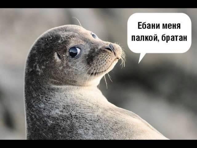 Ебани меня палкой, братан