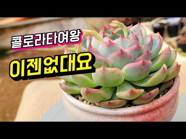 [인천다육]사이즈대비 가성비 짱인 시.콜 뽀야니니 핑크한 들여다 볼수록 예쁜아이~