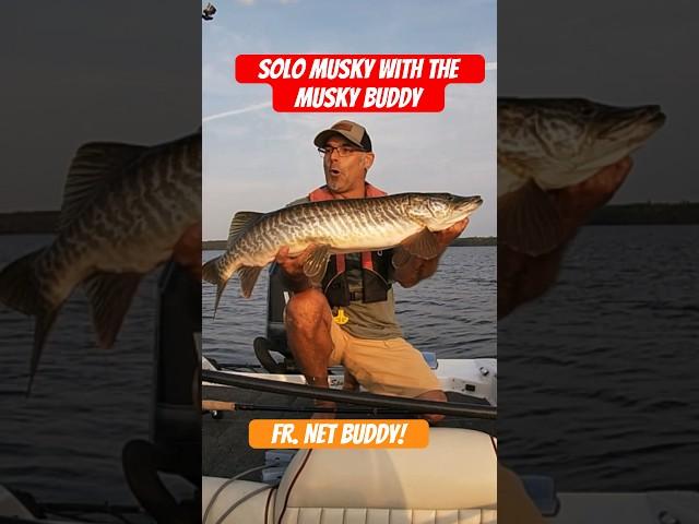 Solo musky fishing with the Musky Buddy fr. @NetBuddyFishing #muskyfishing #thisisreallife