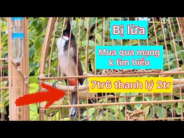 Lời khuyên và câu chuyện mua chim qua mạng khi chưa tìm hiểu kĩ .