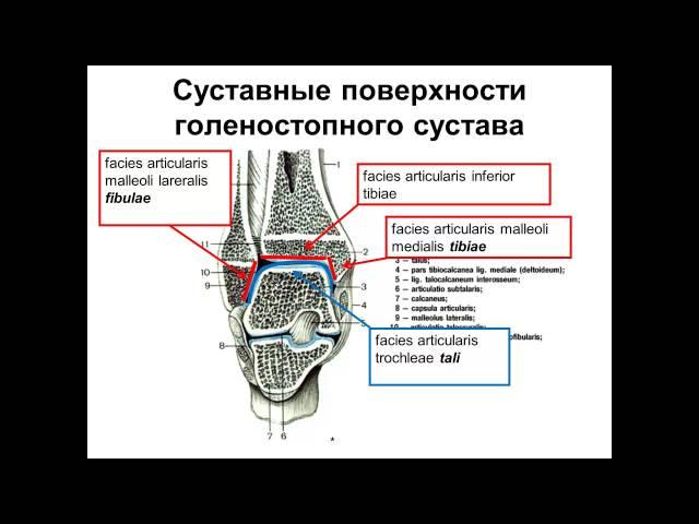 Суставы стопы