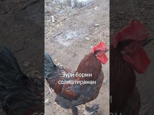 21 декабря 2024 г.