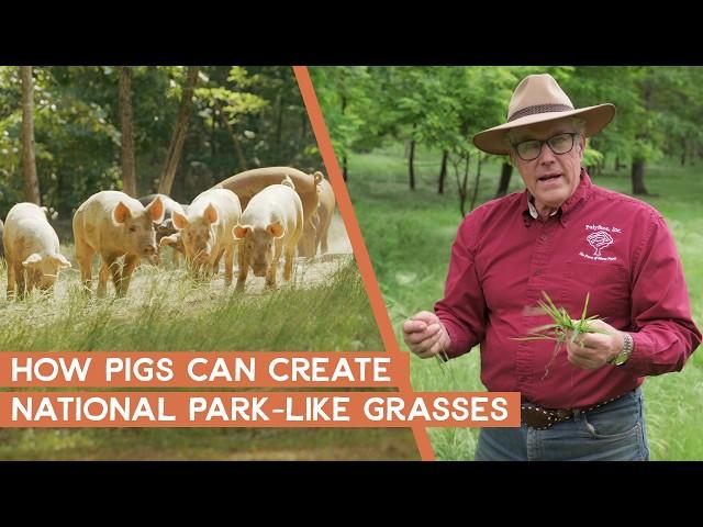 How to awaken dormant grasses with pastured pigs | Joel Salatin