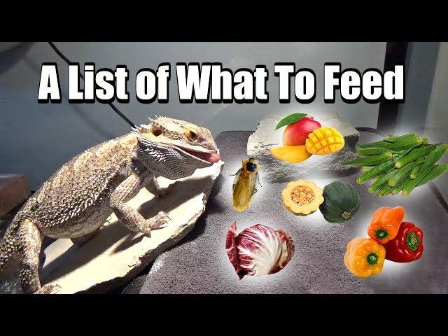 What To Feed Your Bearded Dragon