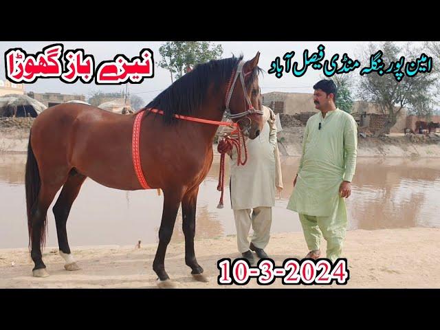 Amipur Bangla Mandi Faisalabad | Ghora Mandi | Horse For Sale In Pakistan | Horse In Punjab