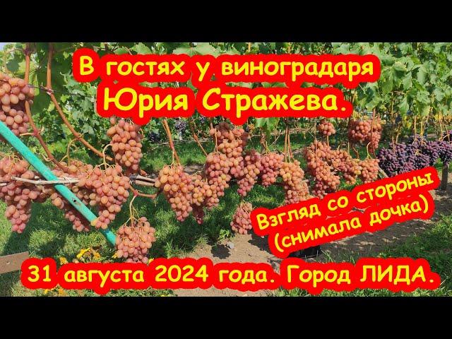 В гостях у виноградаря Юрия Стражева - взгляд со стороны (снимала дочка). 31 августа 2024 года. ЛИДА