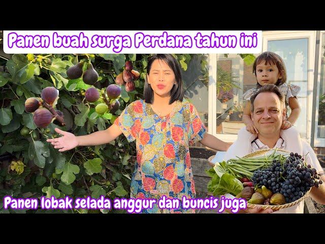 PANEN BUAH SURGA PERDANA TAHUN İNİ || PANEN LOBAK SELADA ANGGUR DAN BUNCIS DI KEBUN