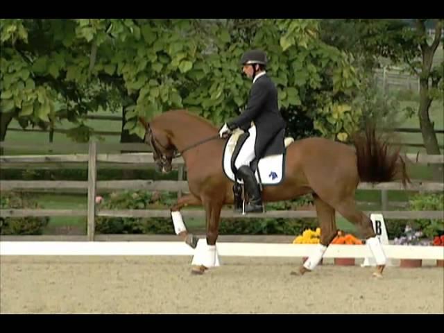 UB40 Dressage Stallion, Iron Spring Farm