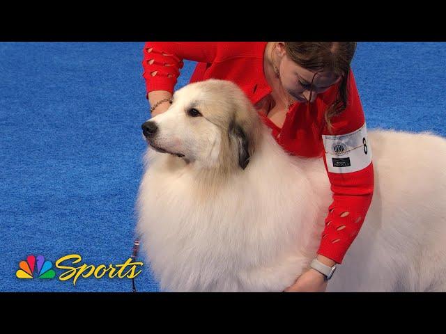 National Dog Show 2024: Working Group (Full Judging) | NBC Sports