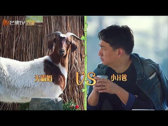 《向往的生活2》：狗生艰难，小H大战羊天霸，输出靠吼想赢靠抖 Back to Field S02【湖南卫视官方频道】