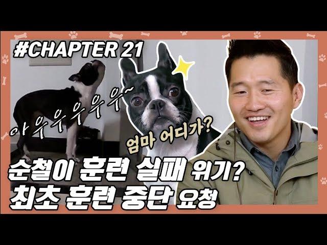 CHAPTER 21 | '순철이' 훈련 실패위기? 최초 훈련 중단 요청 !!  #강형욱 #개통령 #개훈련사 [개는 훌륭하다] ㅣ KBS방송