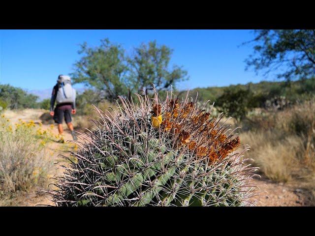 Backpacking Saguaro National Park: Douglas Spring Overnighter