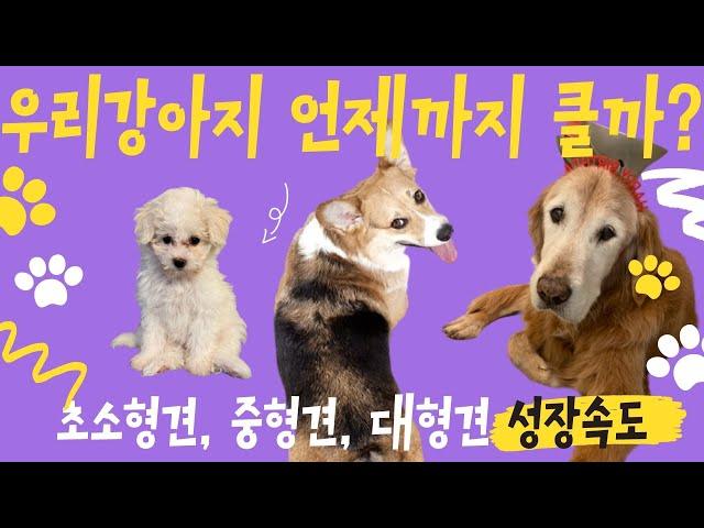 강아지 성장속도 소형견,  중형견, 대형견 l 우리 강아지는 언제까지 자랄까? l 3분만에 알려주는 우리강아지 성장속도 #강아지성장속도 #강아지성장기간 #강아지성장과정