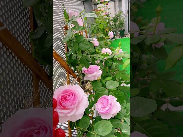 Erin’s Rose Garden-15療癒系列玫瑰花園與造景#バラ #rose #shorts #玫瑰