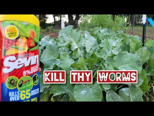 How to Kill Cabbage Worms | How To Get Rid of the Worms on your Broccoli and Cauliflower