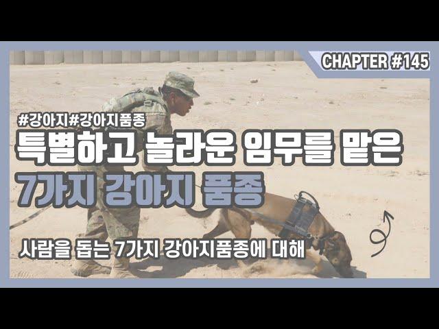 특별하고 놀라운 임무를 맡은 7가지 강아지품종