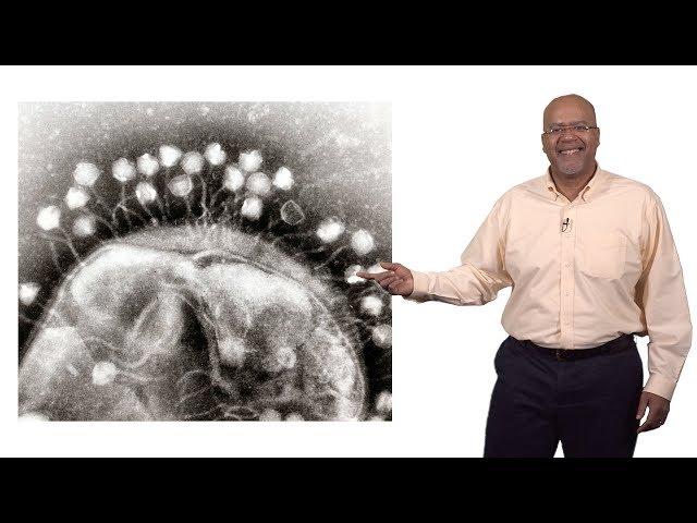 Paul E. Turner (Yale) 3: Phage Therapy