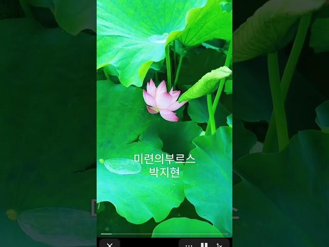 #산책 #식물원 #연못 #박지현 #미련의부르스