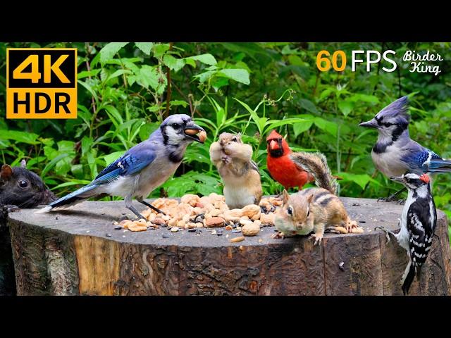 Cat TV for Cats to Watch  Cute Chipmunks, Birds, Squirrels  Nature Fun 4K HDR 60FPS