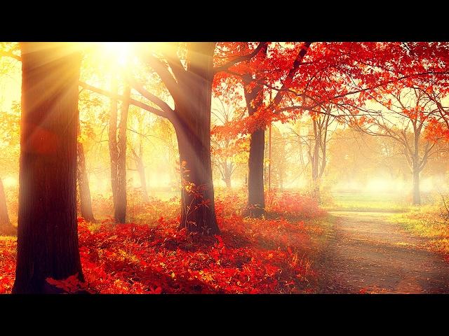 Beautiful Instrumental Study Music  Relaxing Piano Music for Studying & Focus Concentration 