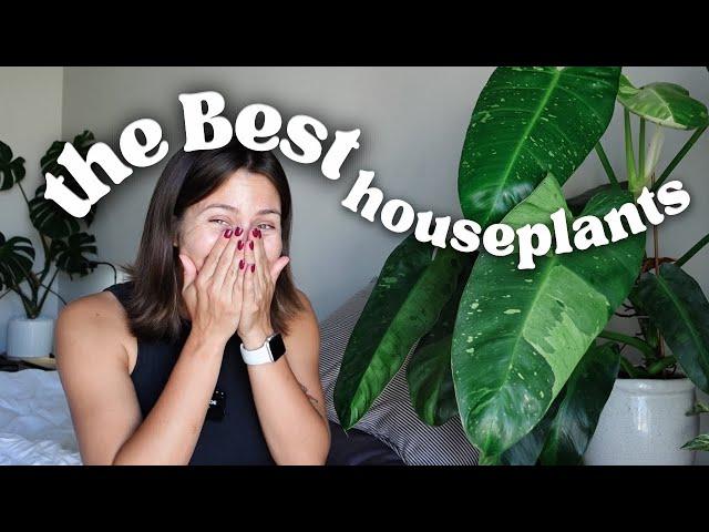 Houseplants that ALWAYS look AMAZING easy care & low maintenance