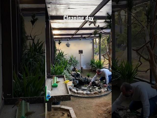 Aviary cleaning day | Aviary Birds | Finches | Canaries | #aviary #birds #paradiseparkaviary #nature