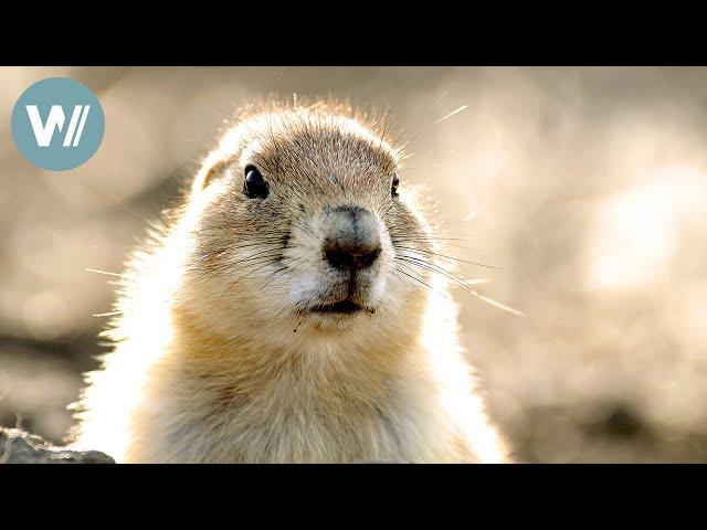 Highway durch die Prärie – Weites Grasland | Tiere vor der Kamera (2012) | Folge 50/54