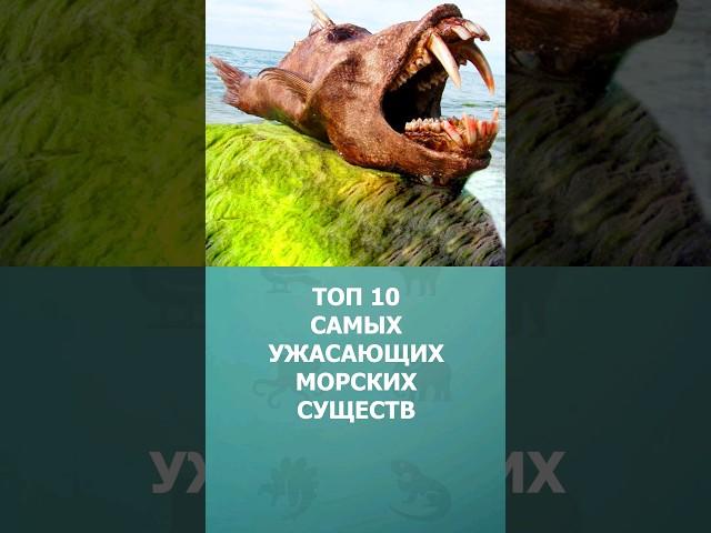 Топ 10 самых ужасающих морских существ #морскиесущества #топ10 #комарик #море #шортс #shorts