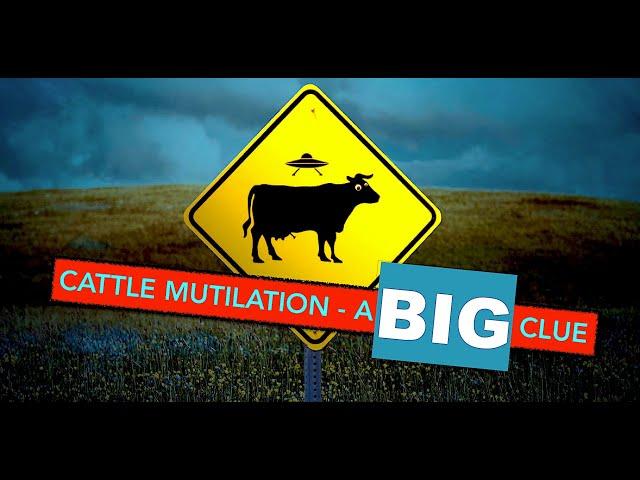 Cattle Mutilation - a horrible BIG picture - 'Prof' Simon