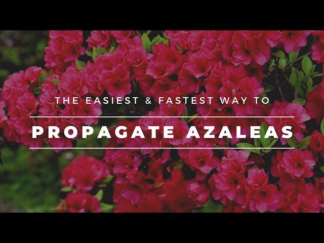 How To Propagate Azaleas (Fastest and Easiest Method)