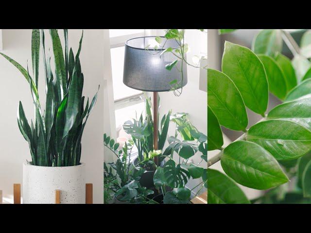 Peaceful Plant Tour – Indoor Houseplant Collection 