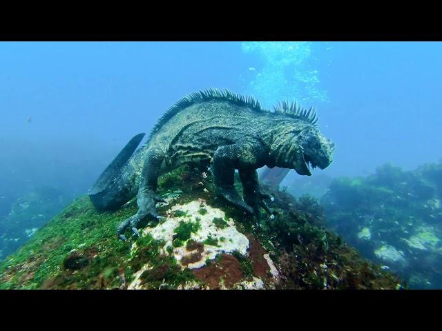 PADI Scuba Diving | Marine Iguana | Galapagos Ecuador Travel