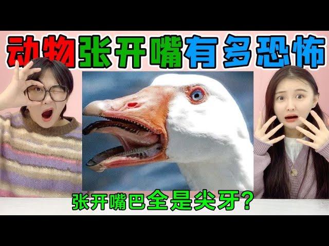 How scary is it that an animal "opens its mouth"? Goose VS Rabbit