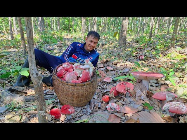 ป๊าดด!!! อลังการงานสร้าง เห็ดก่อเเดงหลวง ที่เดียวเต็มต่า สุดยอดอิหลีเลยครับ เห็ดน้ำหมอก 19/พ.ย/67