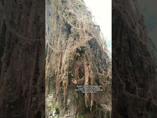 Dried Roots/Vine-Karmi and Parasitic Vine(Love-Vine)