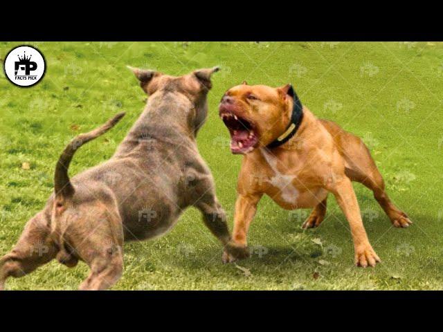 Only these Dogs That Can Easily Beat a Pitbull Dog in a Fight